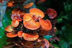 Mushroom Blend Tincture (60 mL/2 oz or 120 mL/4 oz)